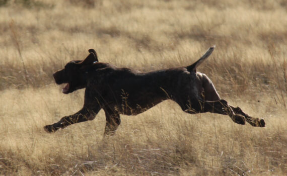 Cómo quitar el miedo a los diparos en perros